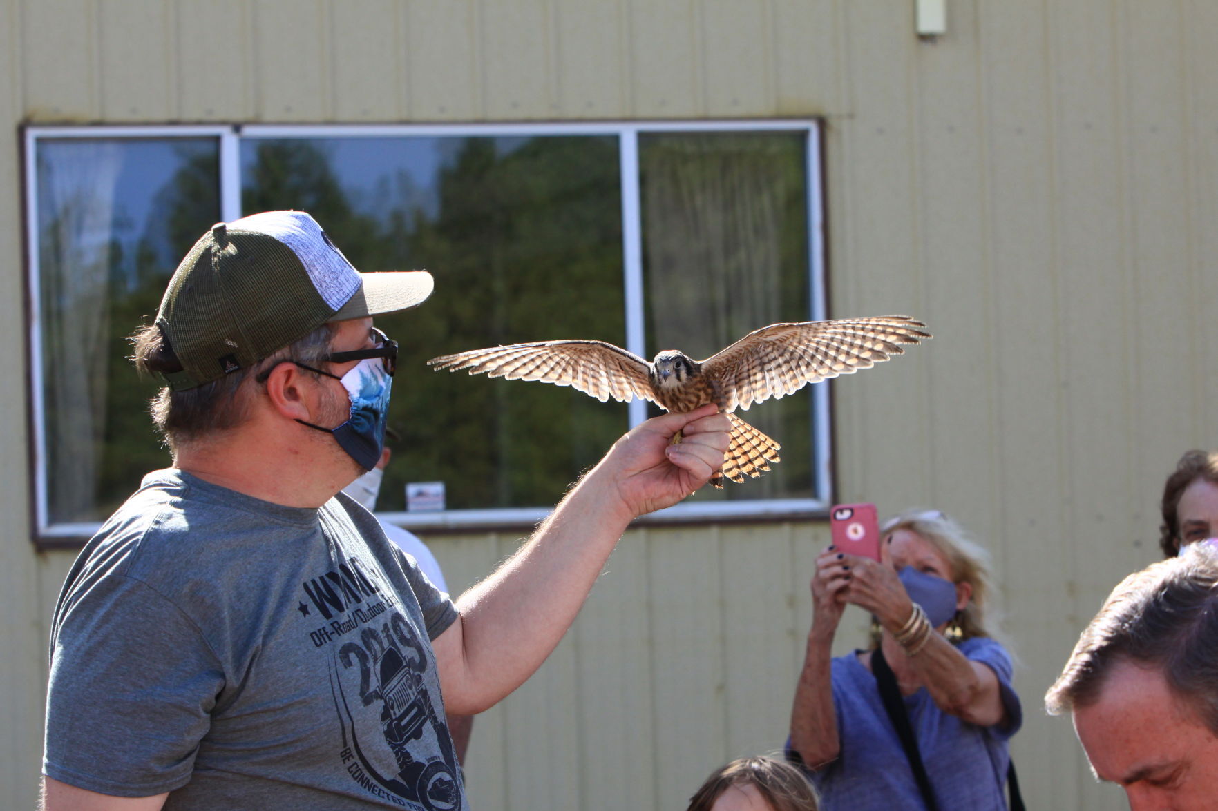 Kestrel 2.JPG